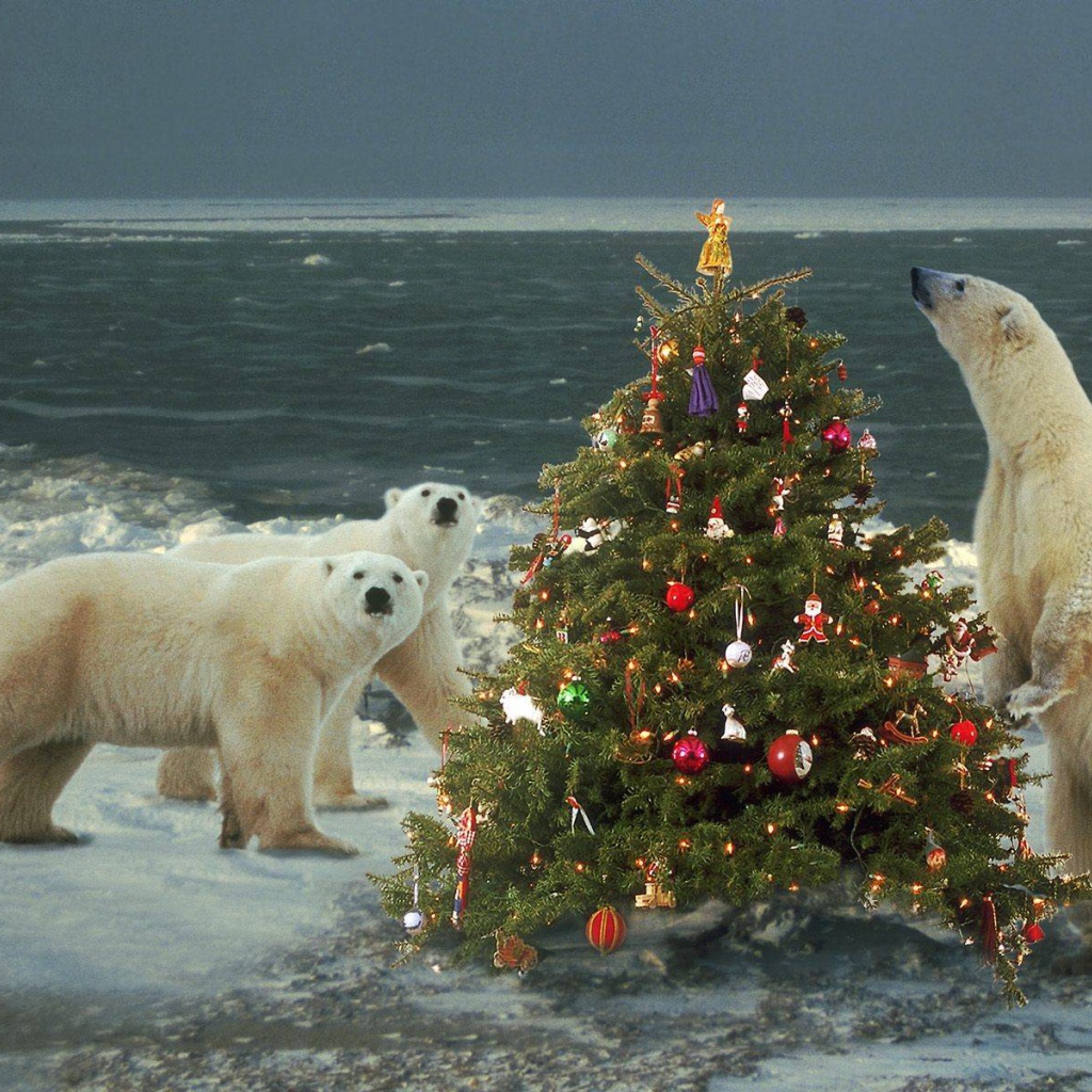 Белые медведи празднуют Новый Год