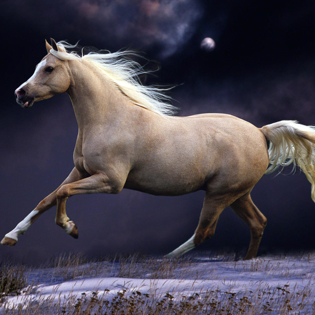 Сказочные лошади