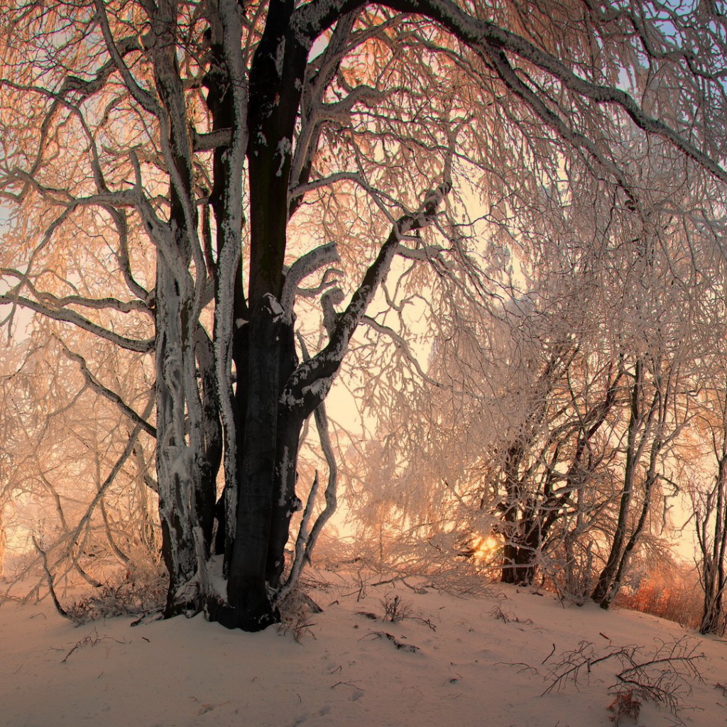 Зимние узоры в заснеженном лесу