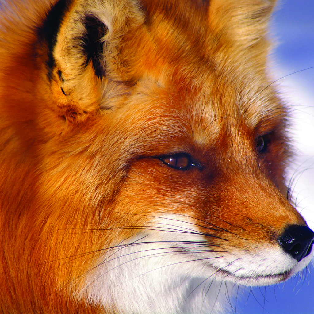 Строгий взгляд лисы