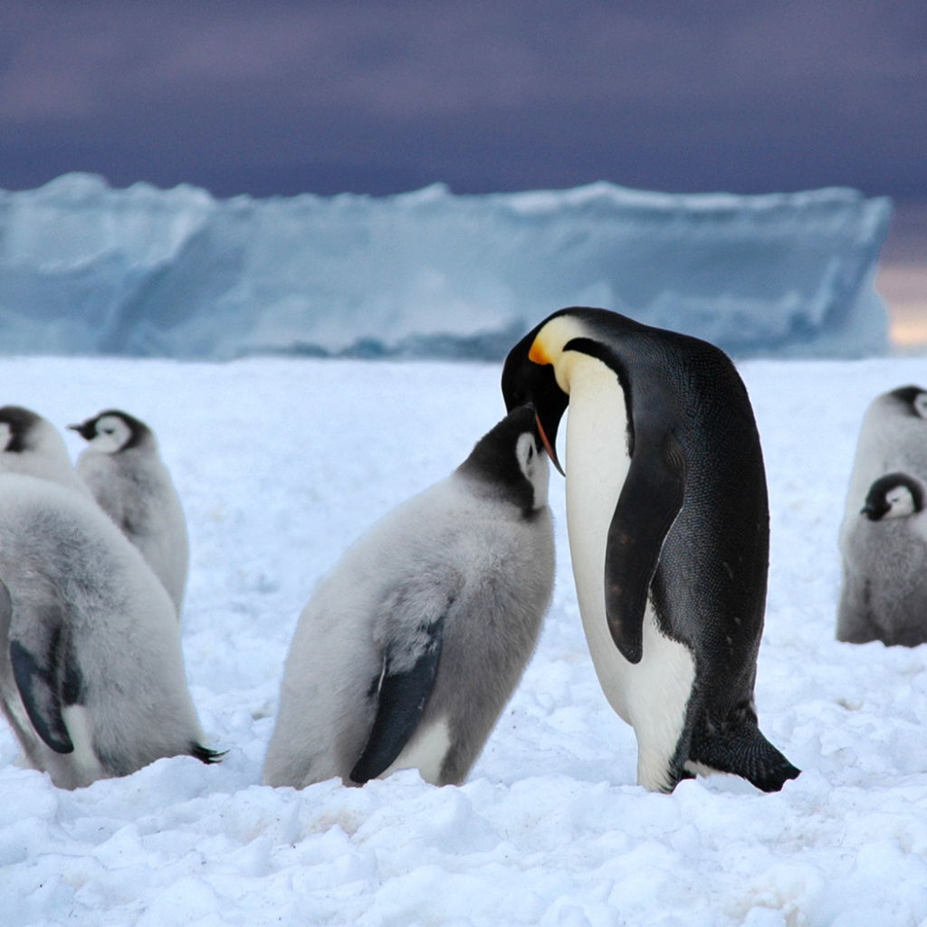Пингвин кормит птенца