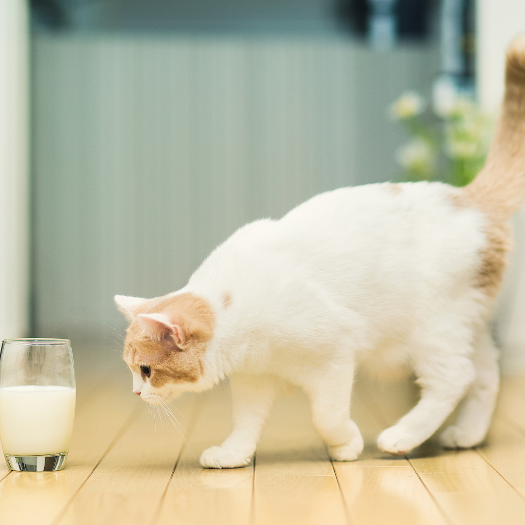 Кошка и стакан с молоком