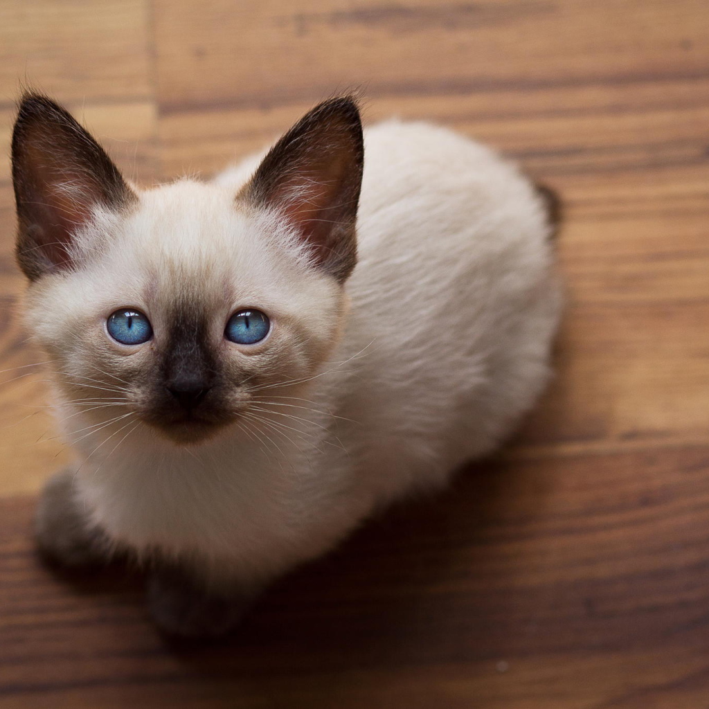Голубоглазый котенок меконгский бобтейл