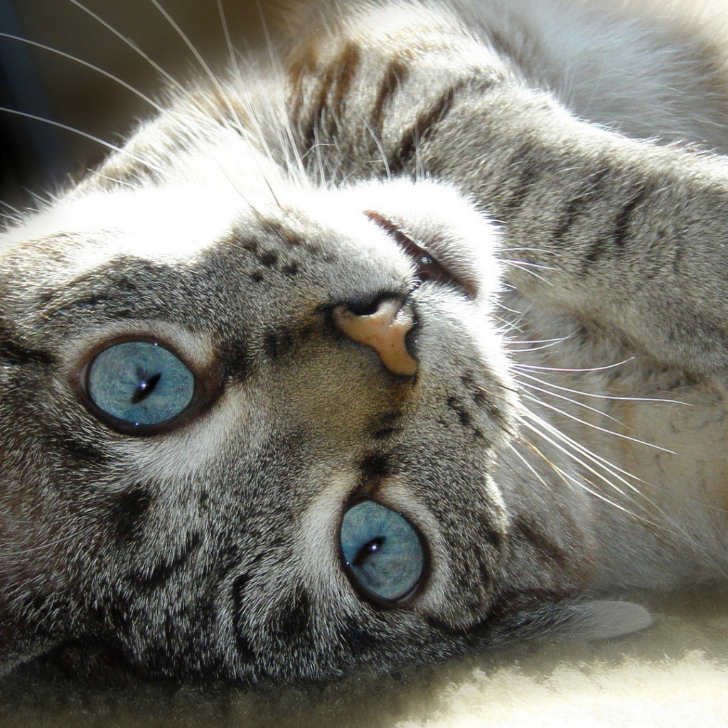 Голубые глаза у балийской кошки