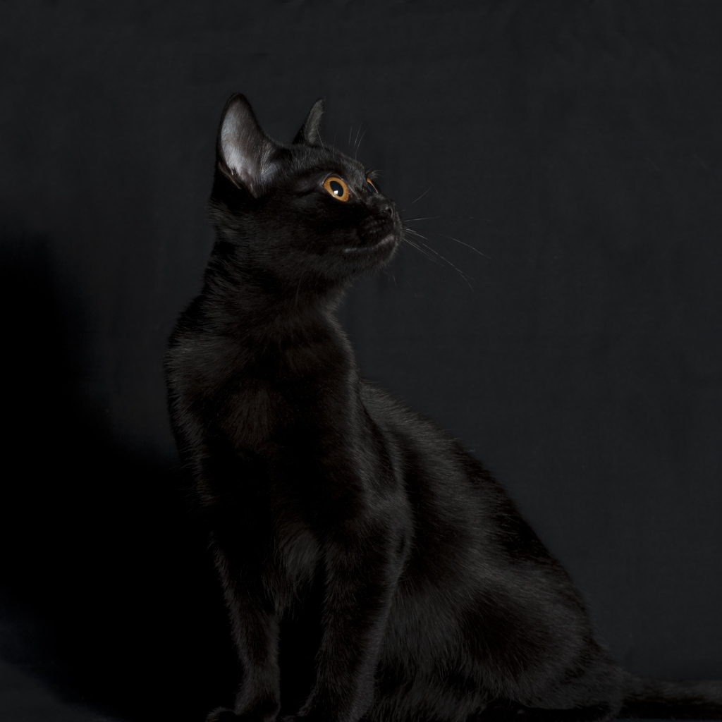 Черная бомбейская кошка на черном фоне