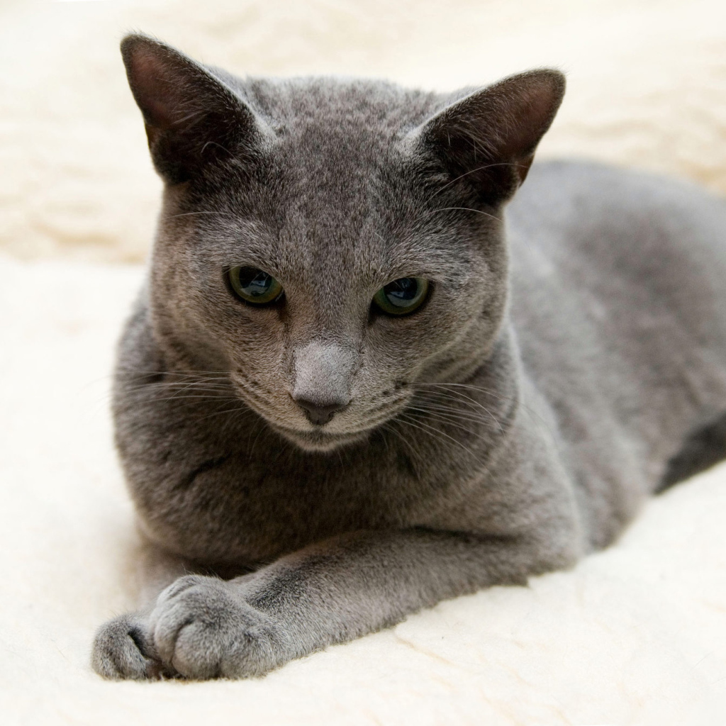 Порода русская голубая кошка