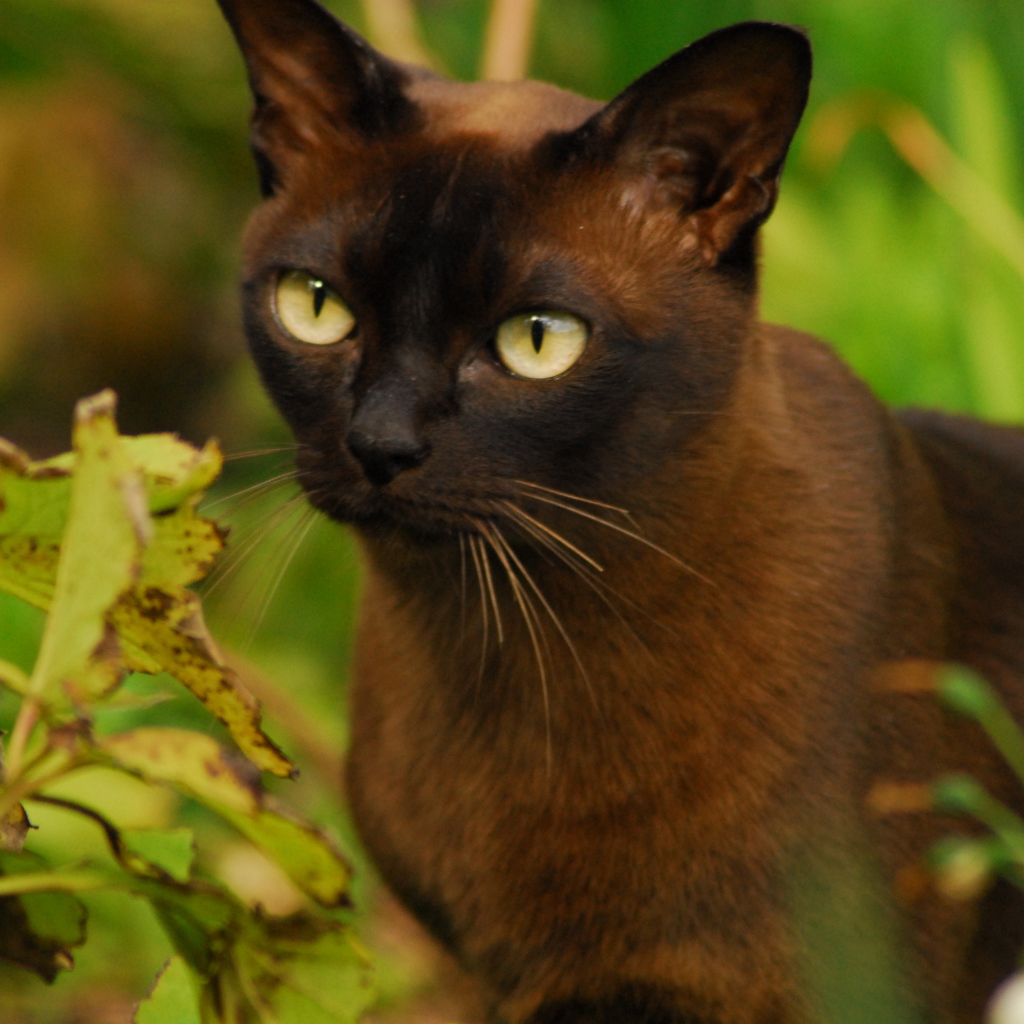 Бурманская кошка среди зелени