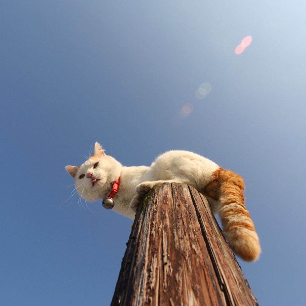 Кот на деревянном столбе