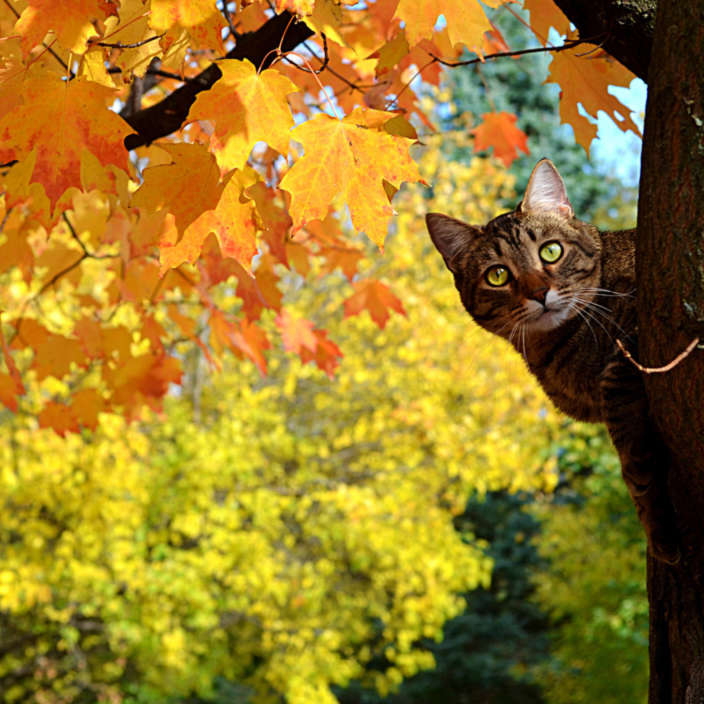 Кот сидит на дереве