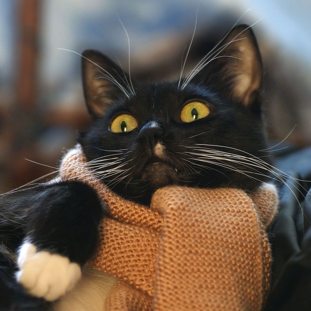 Кот с шарфом