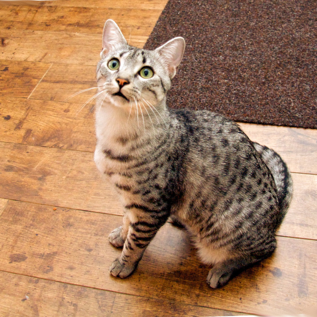 Кошка египетская мау  на полу
