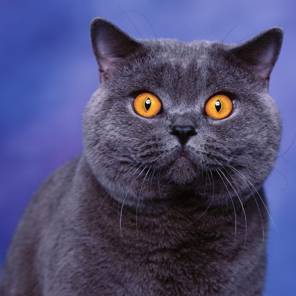 Глаза американской короткошерстной кошки
