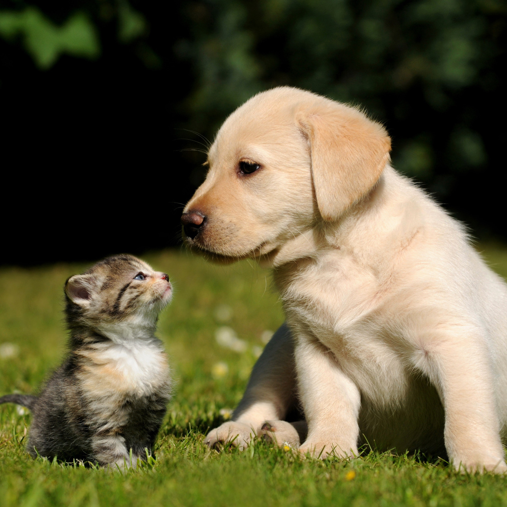 Котенок и щенок на траве