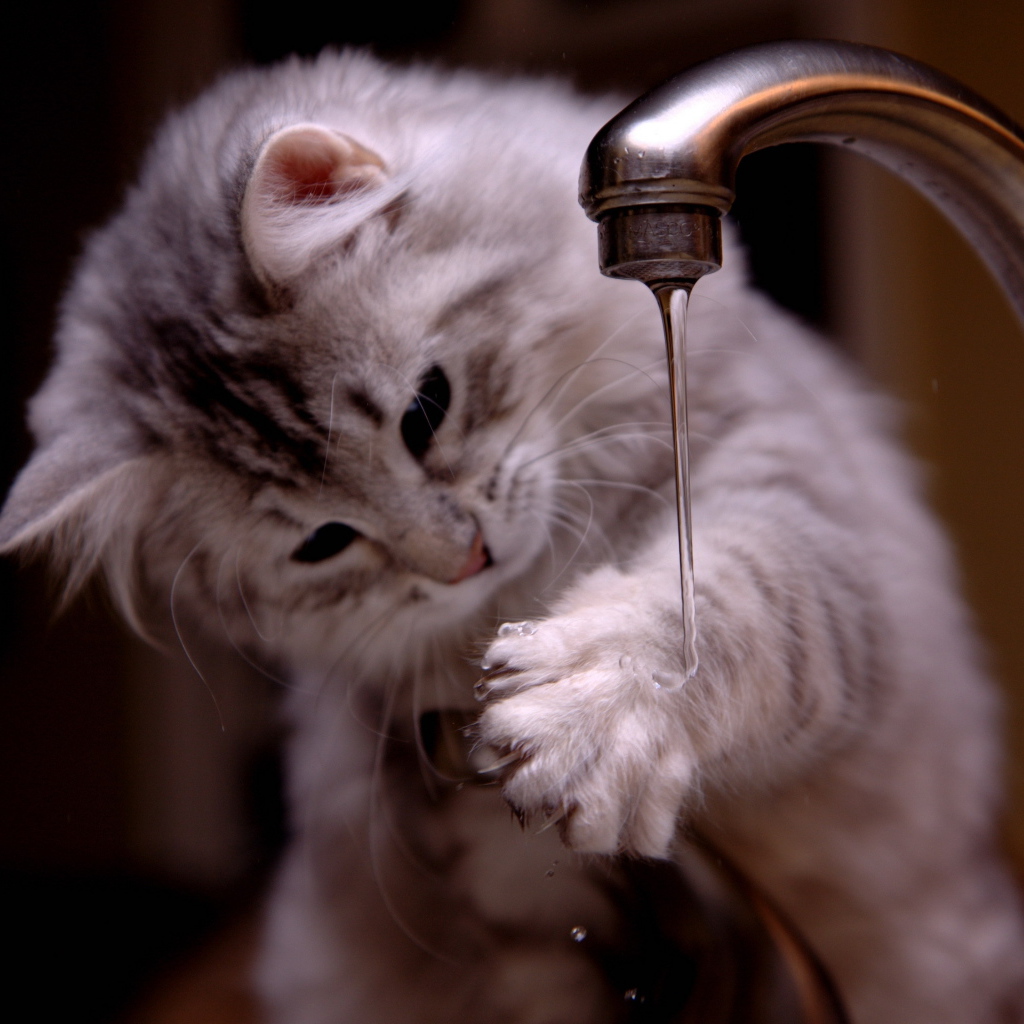 Котенок играет с водой