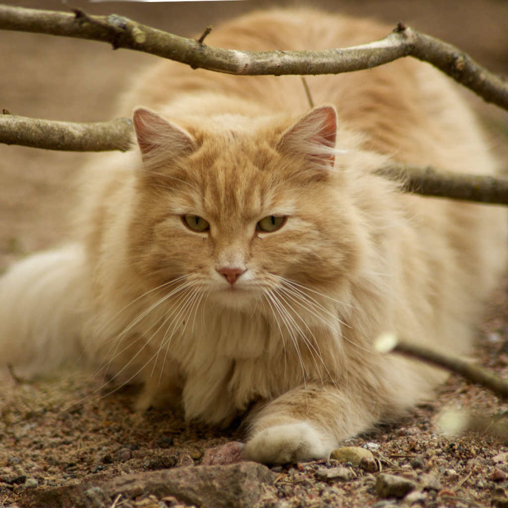 Рыжая норвежская лесная кошка на природе