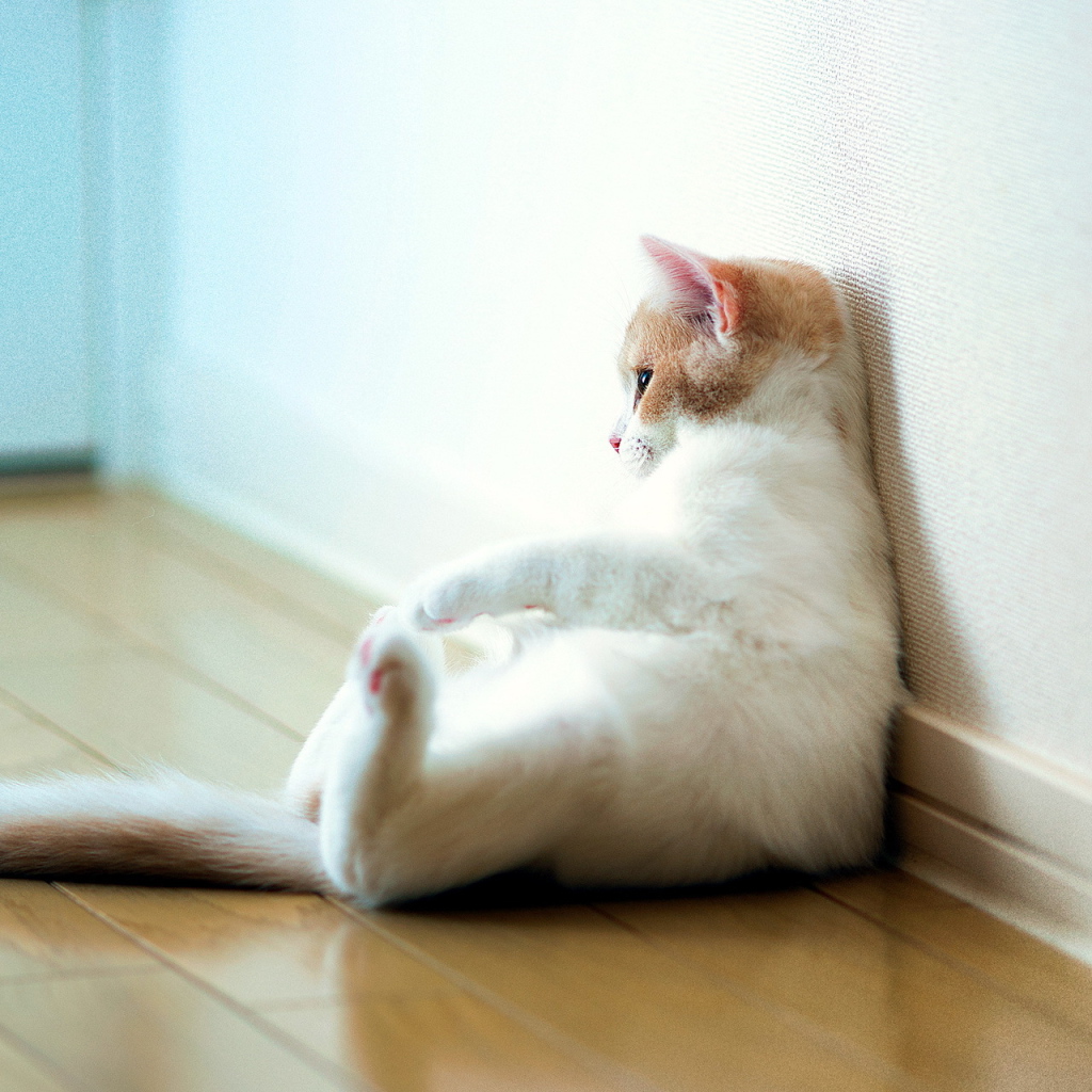 Кошка отдыхает у стены