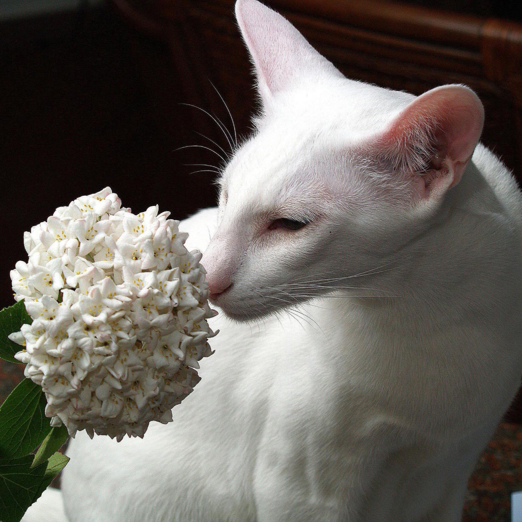 Белая ориентальная короткошерстная кошка