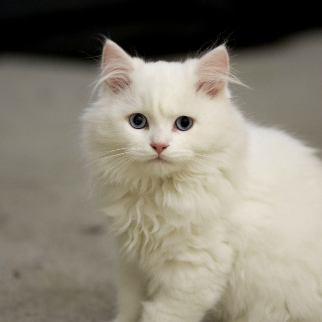 Белый котенок кимрик