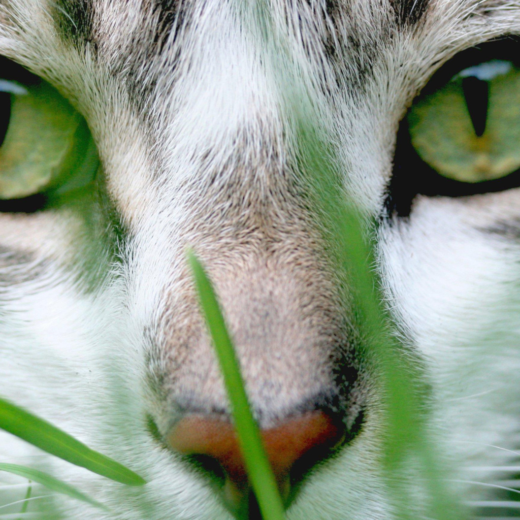 Зеленые глаза и зеленая трава