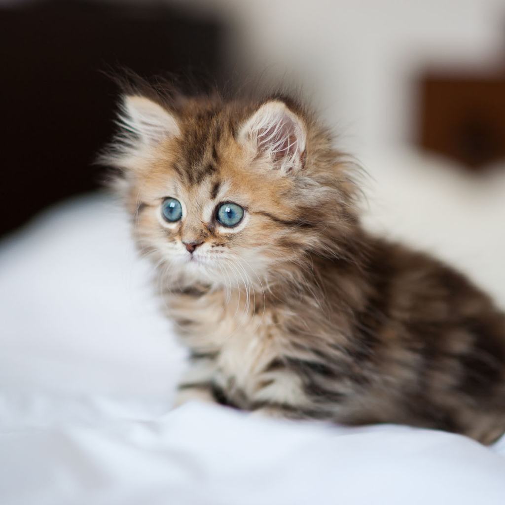 	   Kitten with blue eyes