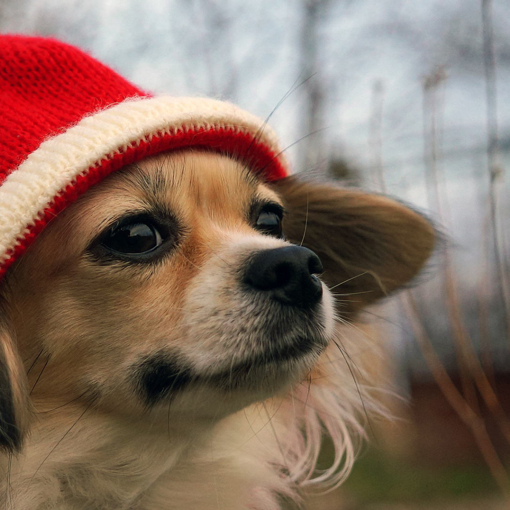 Собачка в красной шапке