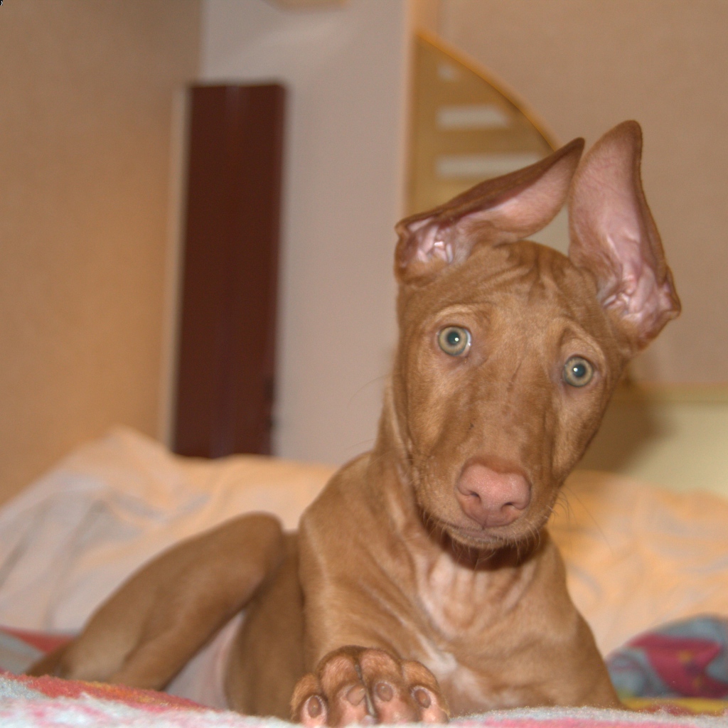 Забавные уши у фараоновой собаки
