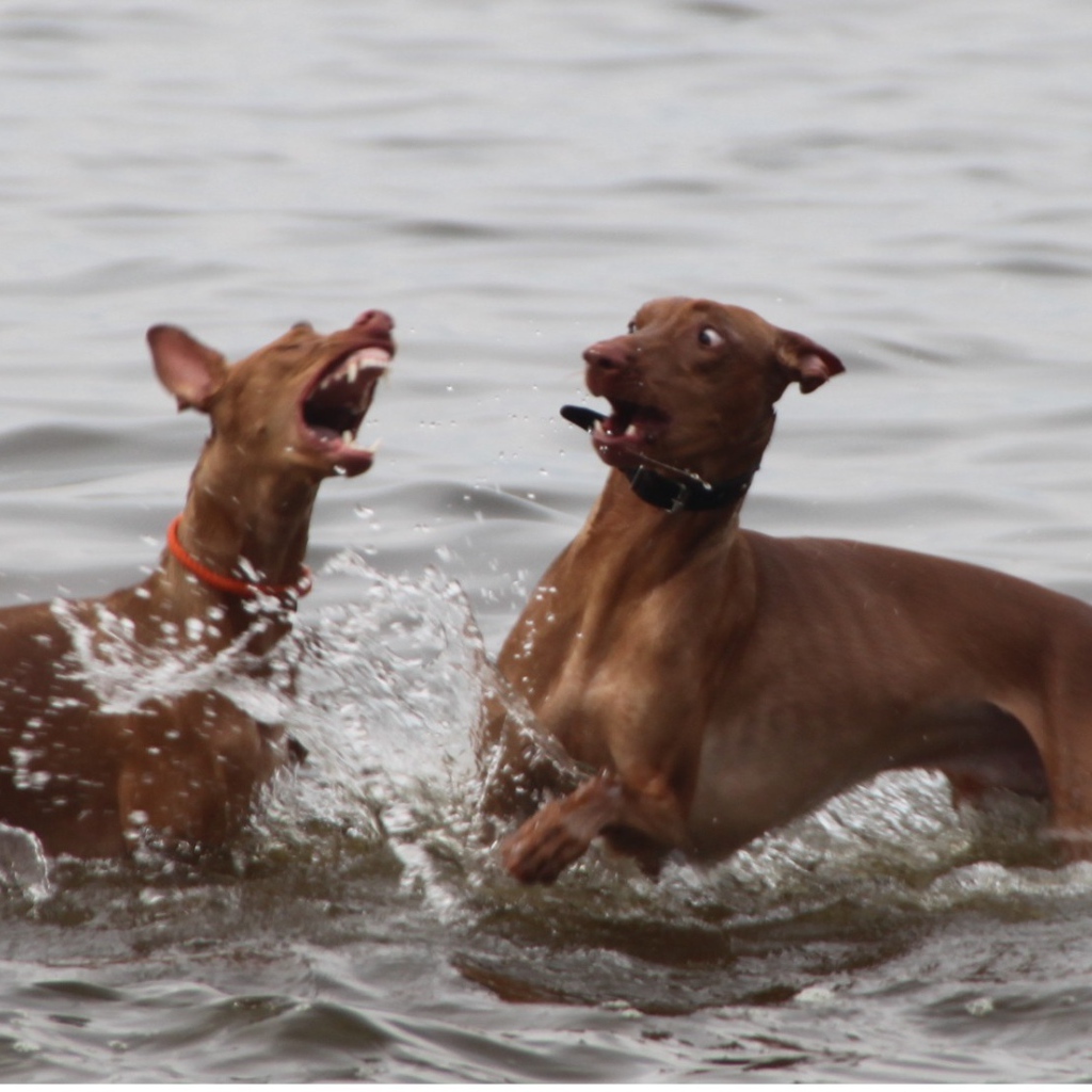 Игры фараоновых собак в воде