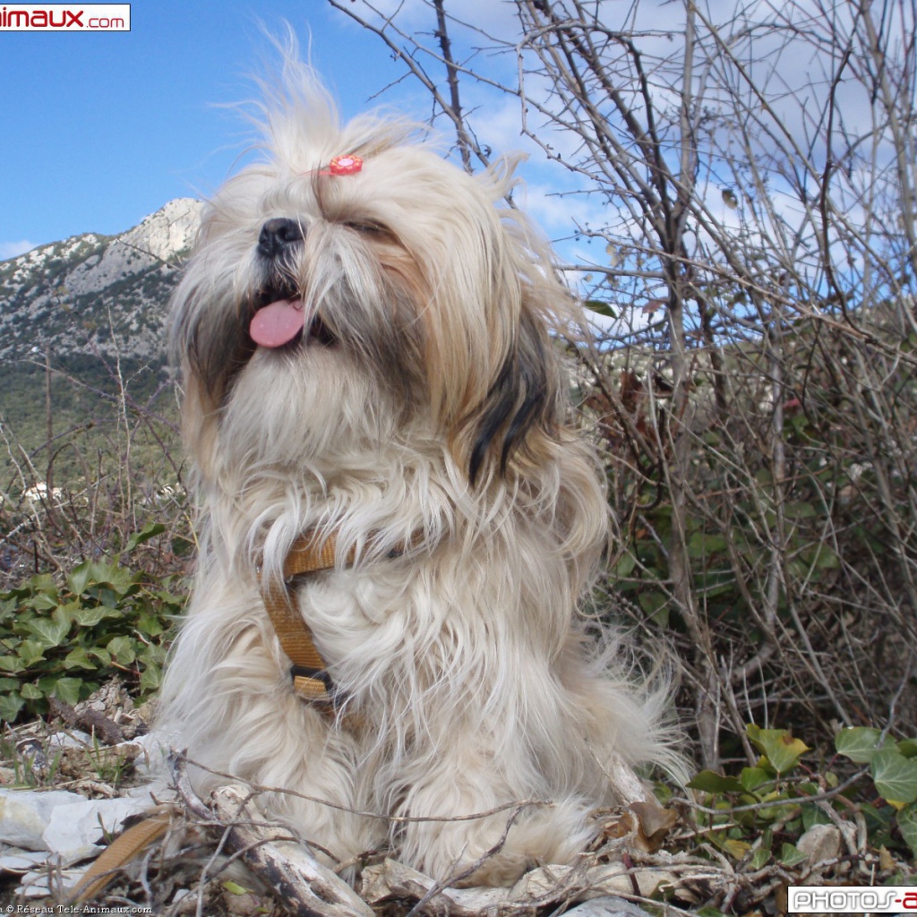 Пес шитцу на фоне гор