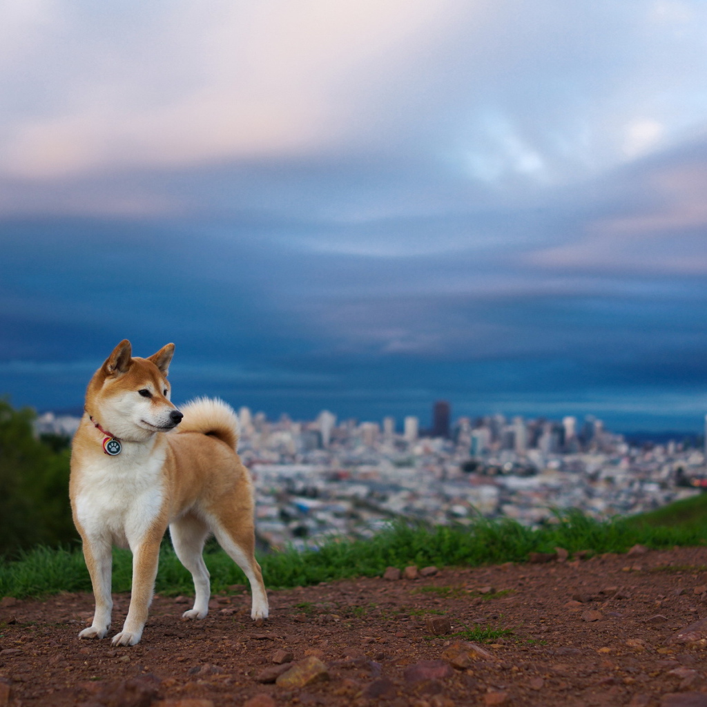 Собака на фоне города