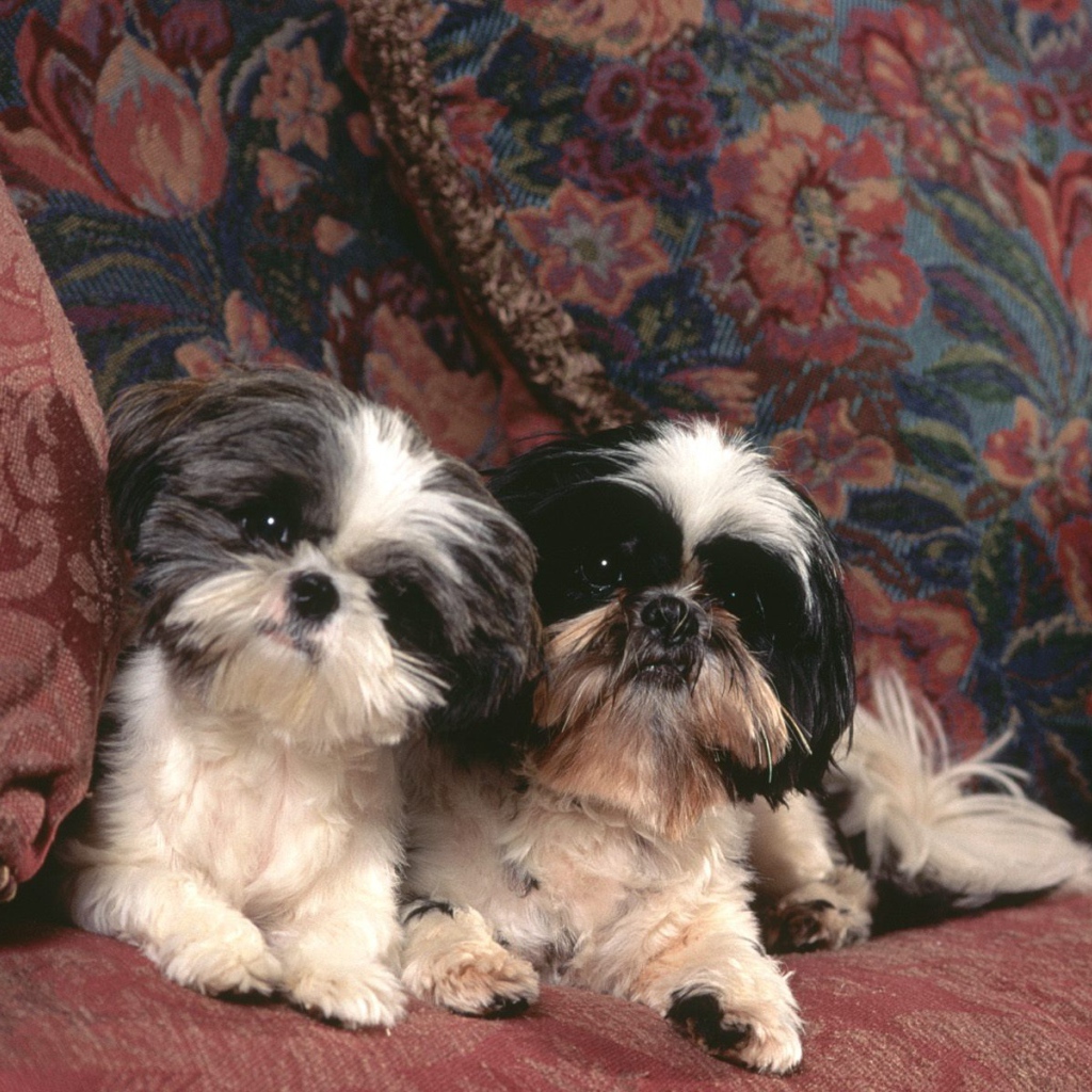 Две собаки шитцу на диване