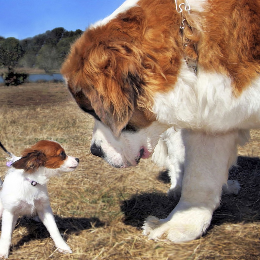 Собака большая и маленькая