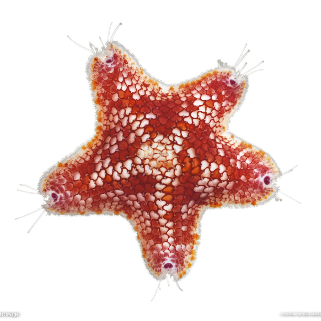 	   Starfish