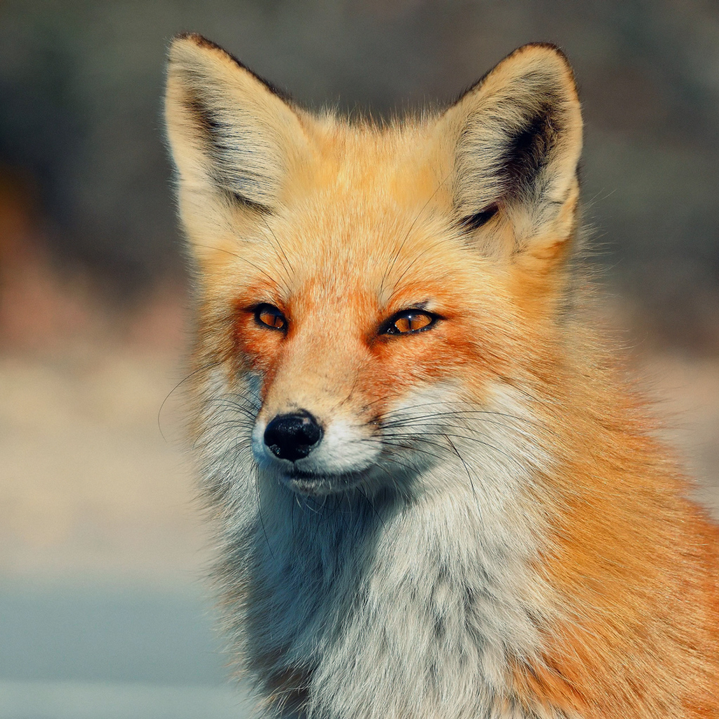 Хитрый взгляд лисы