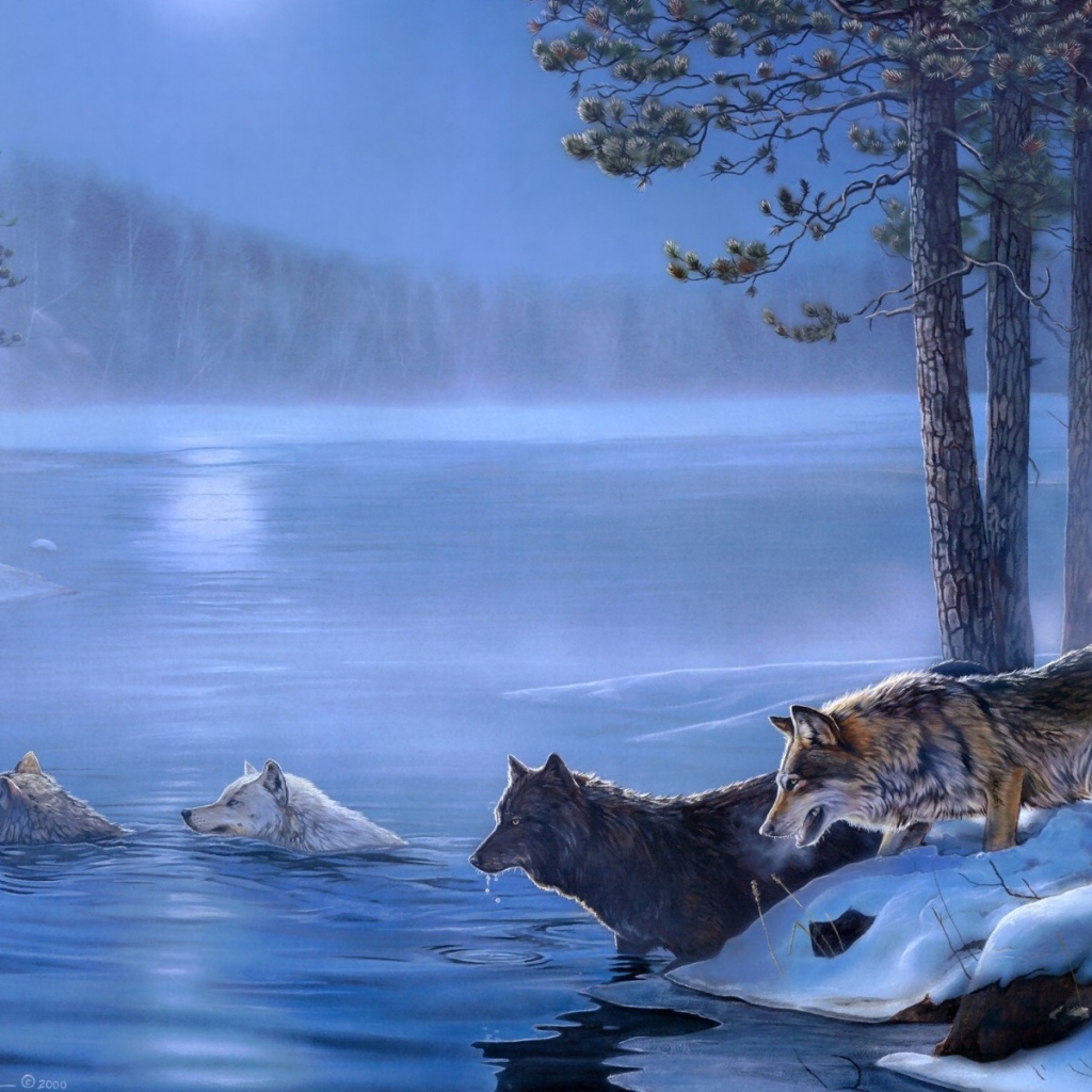 Волки переплывают реку