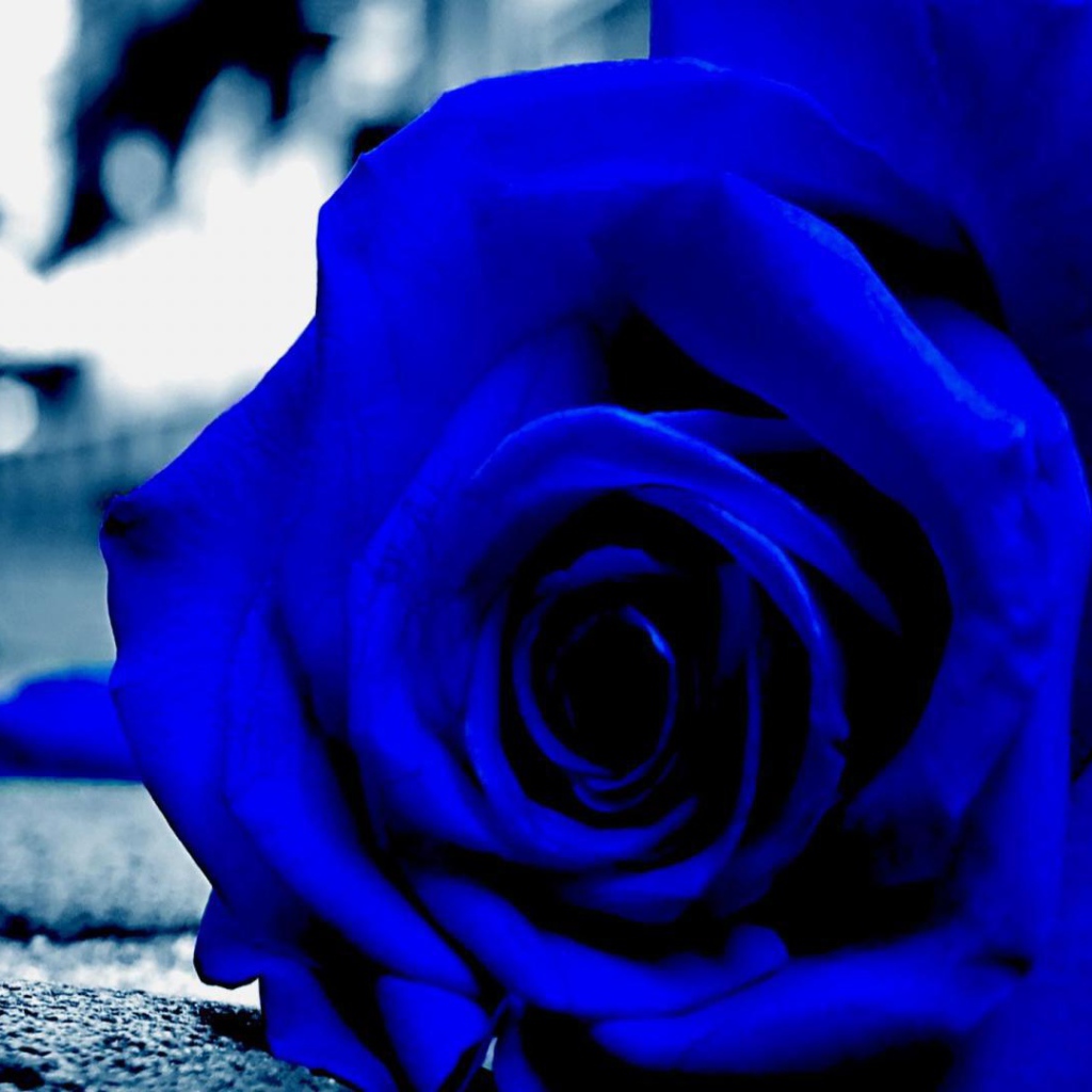 Синяя роза на асфальте
