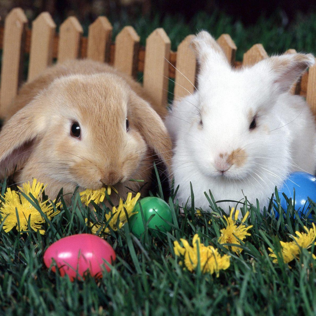 Кролики у забора на Пасху