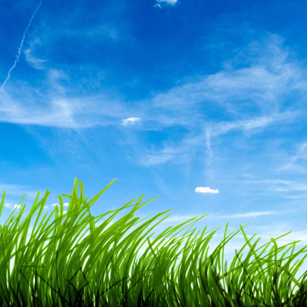 Зеленая трава на фоне голубого неба