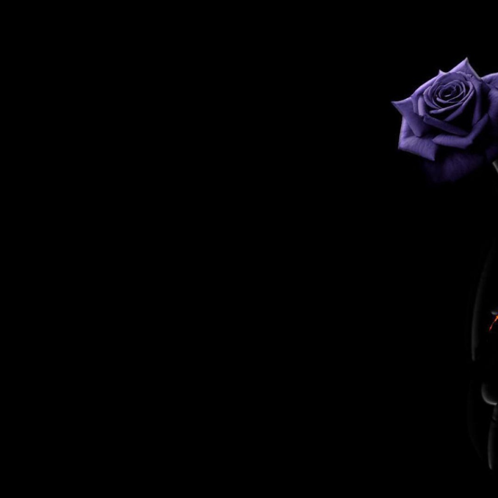 Красивая фиолетовая роза на чёрном фоне