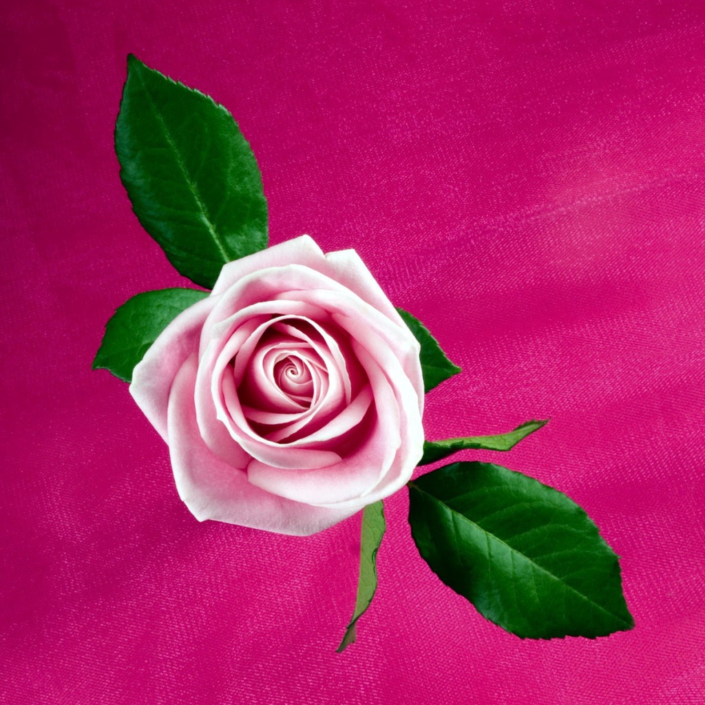 Прохладная розовая роза