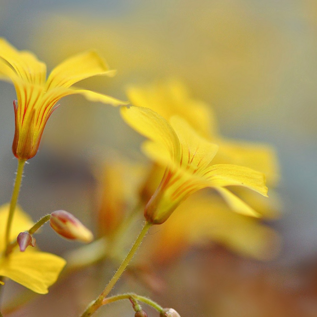 Pастущие желтые цветы