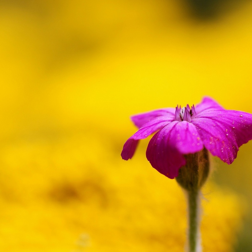 Фиолетовый цветок на жёлтом