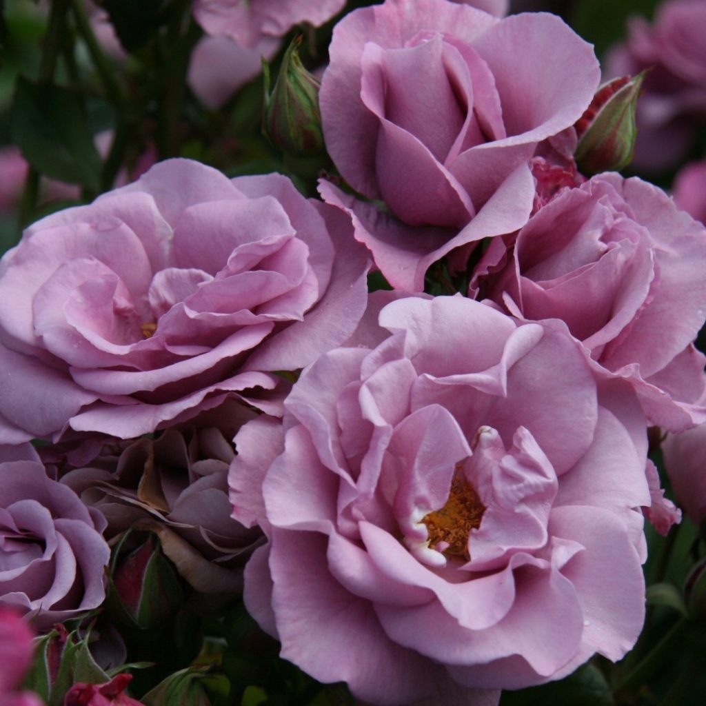 Садовые фиолетовые розы
