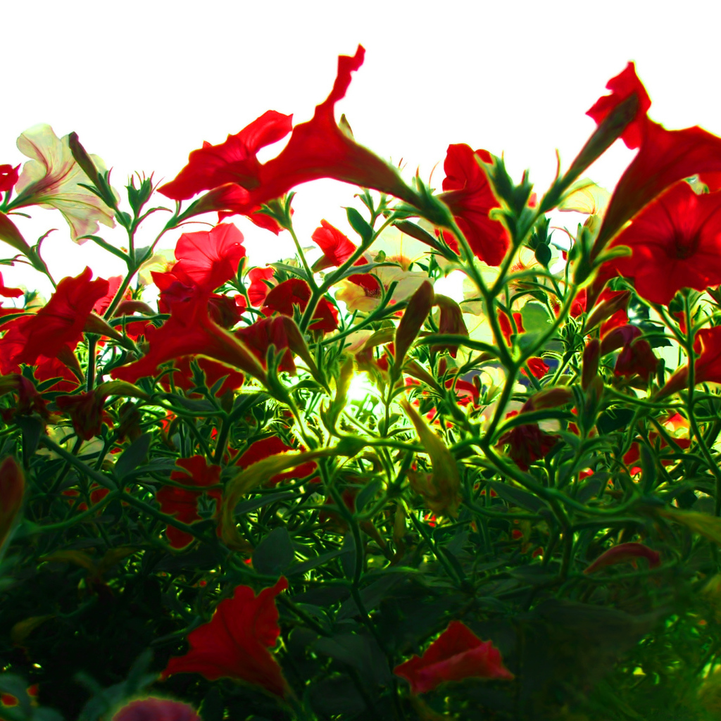 Красные цветы на зеленой траве