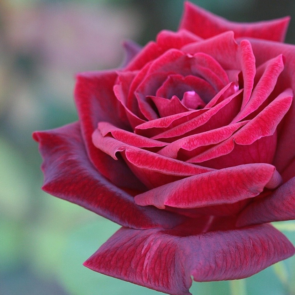 Красная роза в саду вечером