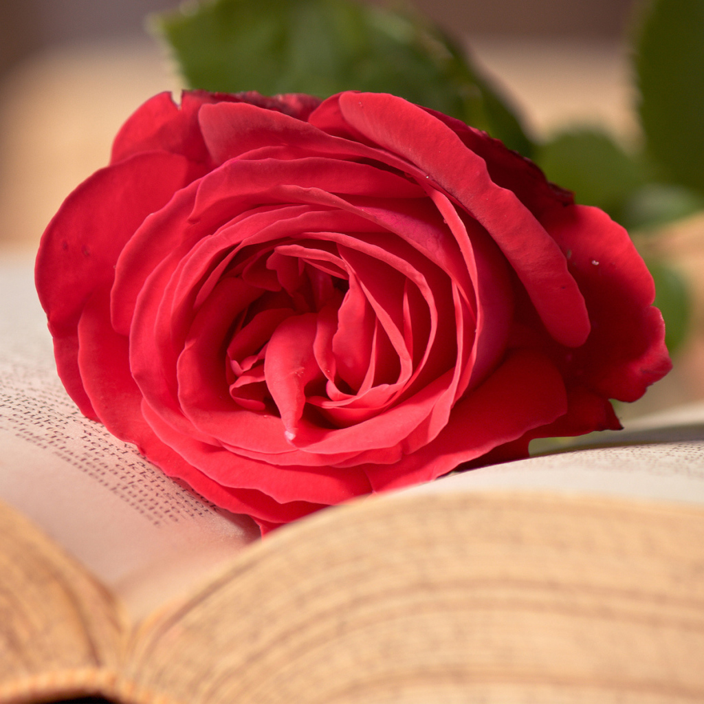 Красная роза на развороте книги