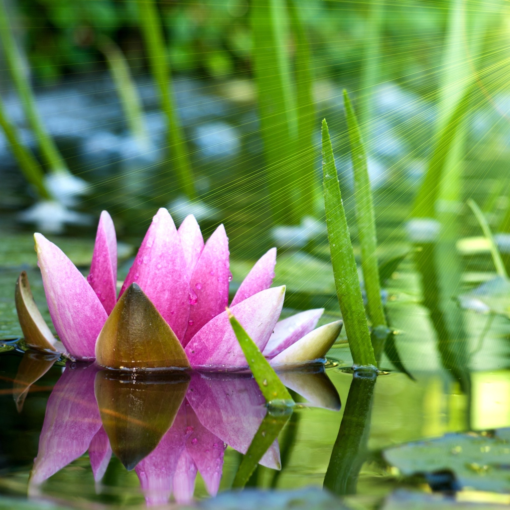 Отражение водяной лилии