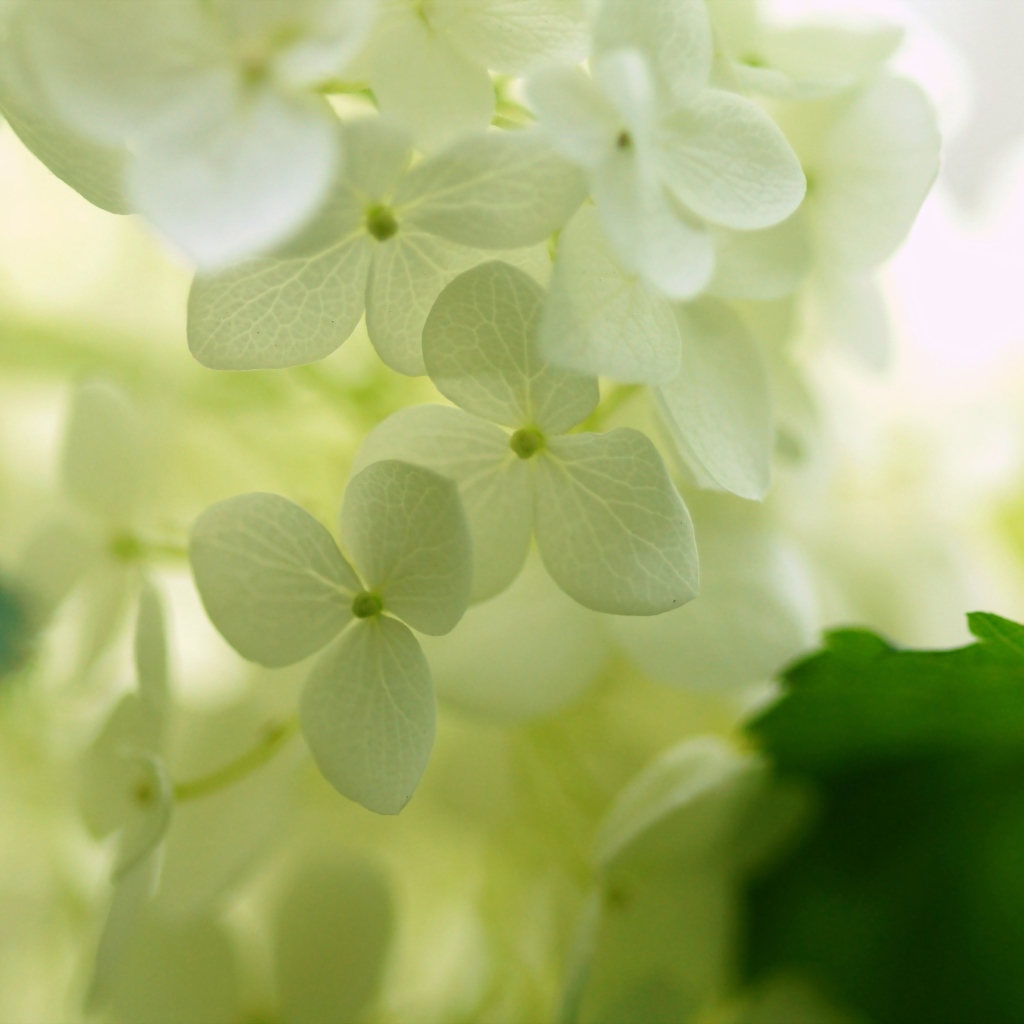 Белые цветки гортензии