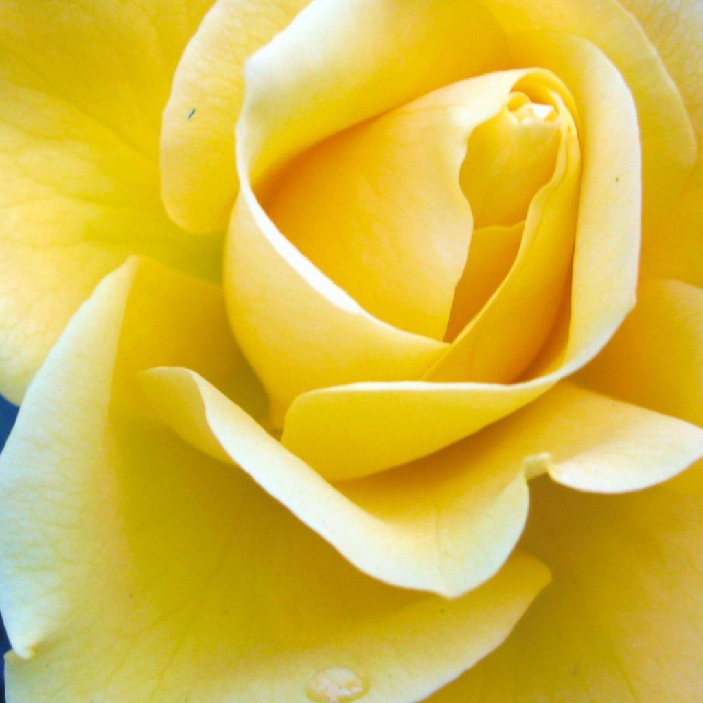 Жёлтая роза на синем фоне