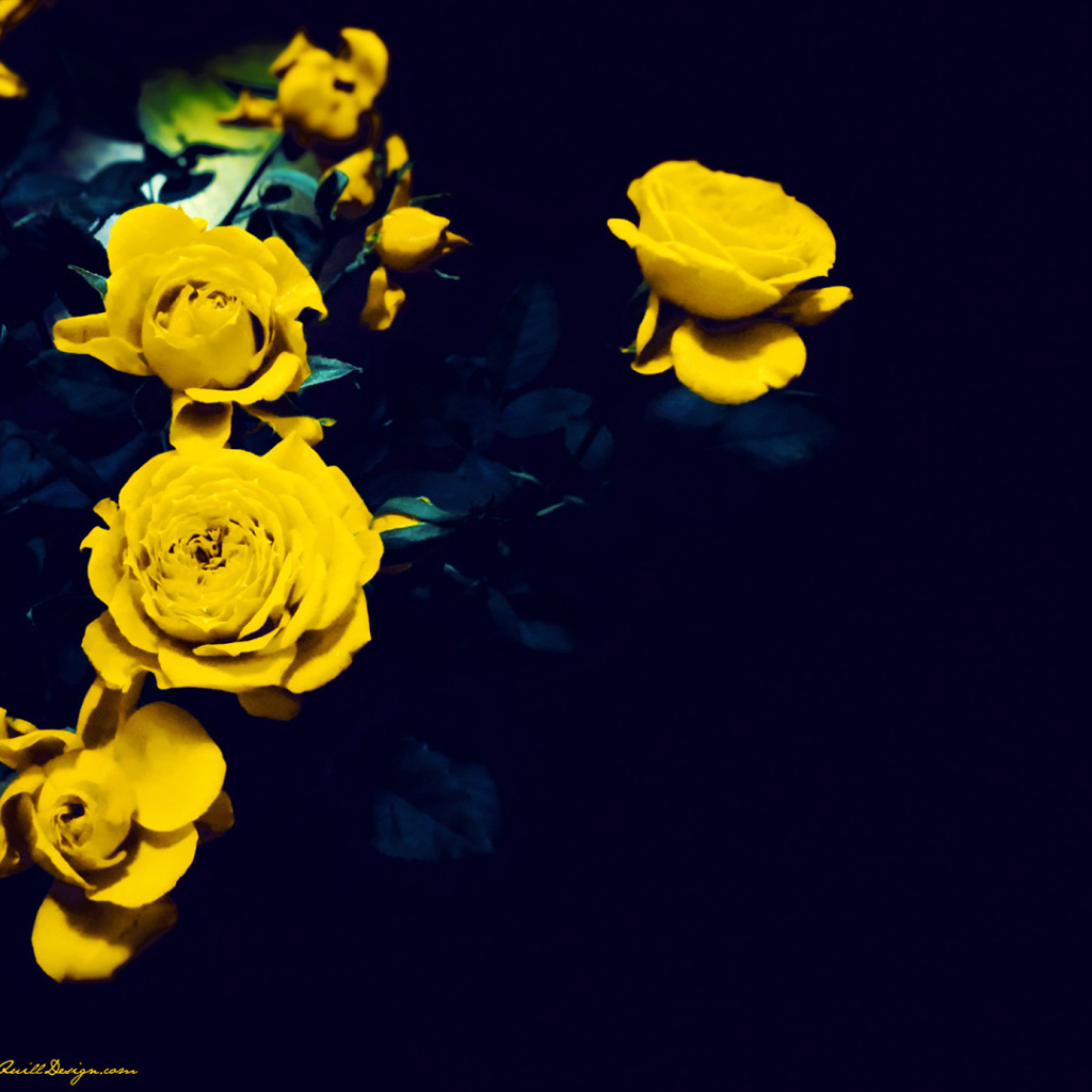Жёлтые розы на тёмно-синем фоне
