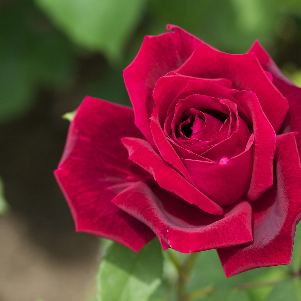 Большая красная роза